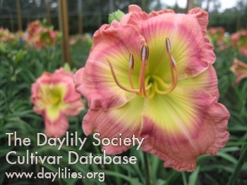 Daylily Pink Lacquer